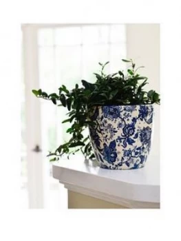 image of Ivyline Real Green Ivy Plant In Blue & White Pot