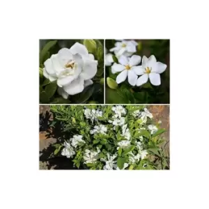 image of Gardenia Collection 9cm x 3