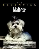 Image of essential maltese