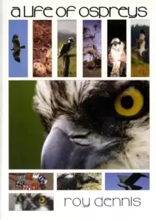 Image of A Life of Ospreys