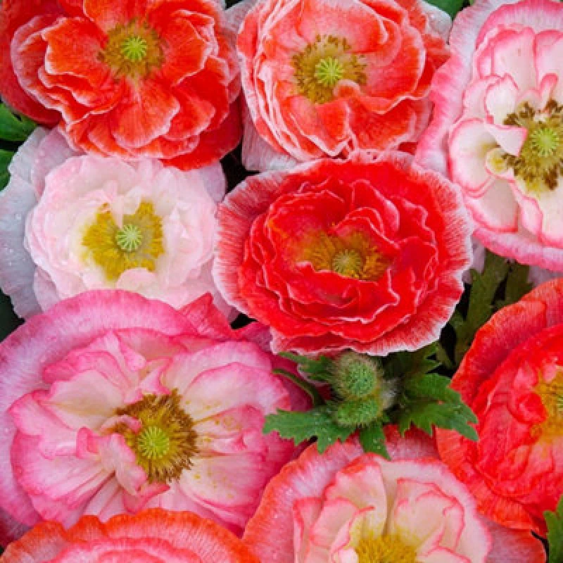 Image of Thompson & Morgan Poppy Falling In Love Seeds - Hardy Annual Romantic Rose Salmon Coral Red Picotees. Easy Sow. 1000 Seeds.