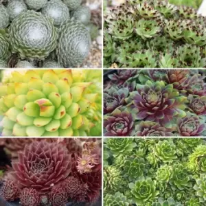 image of YouGarden Sempervivum Collection