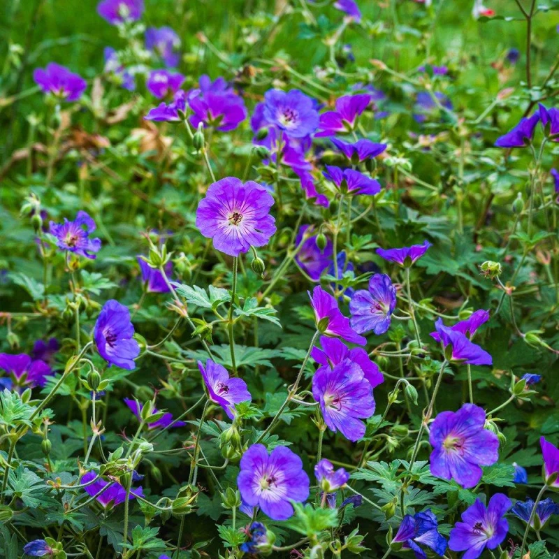 Image of YouGarden Hardy Geranium Rozanne 9cm x 3 Blue unisex 3 x 9cm Po
