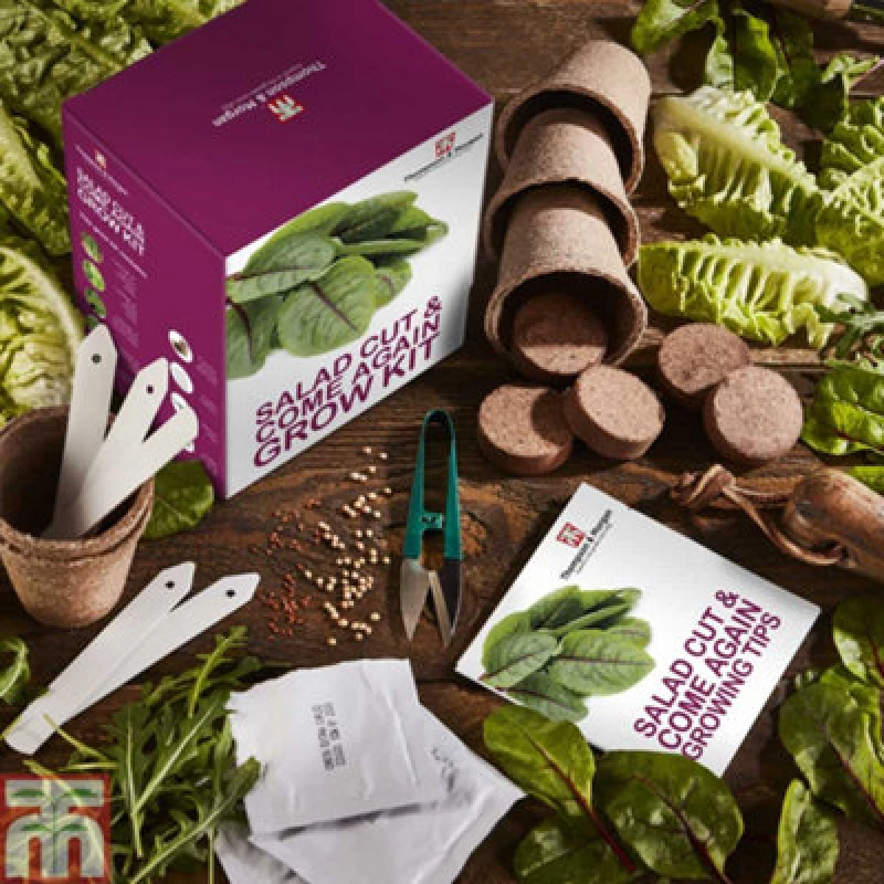 Image of Thompson & Morgan Seed Grow Kit Cut & Come Again Salad Leaves - Ideal Gift