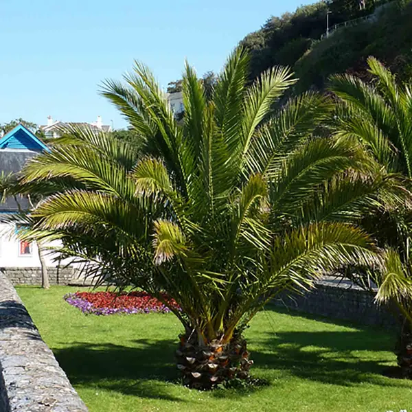 Image of YouGarden Phoenix Canariensis Palm (Date Palm) 1m Tall