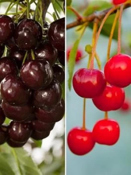 Image of Duo Cherry Tree - 2 Varieties On One Tree 1.4M