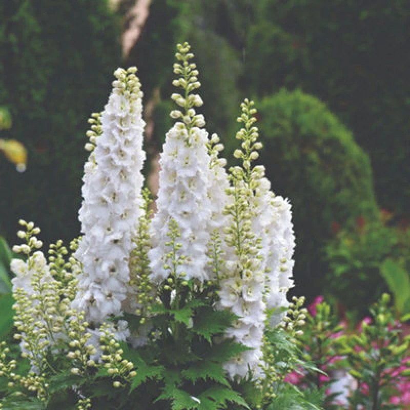 Image of Thompson & Morgan Larkspur Qis White Flower Seeds - Stunning White Spires For Cottage Gardens Cutting & Bridal Bouquets