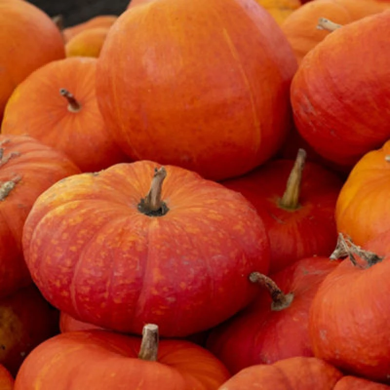 Image of Thompson & Morgan Rouge Vif D Etamps French Heirloom Pumpkin Seeds - Sweet Red-Orange Decorative Culinary Half-Hardy Annual 5 Seeds