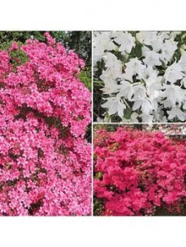 Image of Japanese Azalea Collection 3 X 9Cm