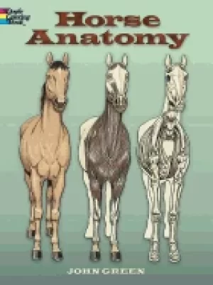 Image of horse anatomy