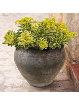 Image of Sedum 'Atlantis'