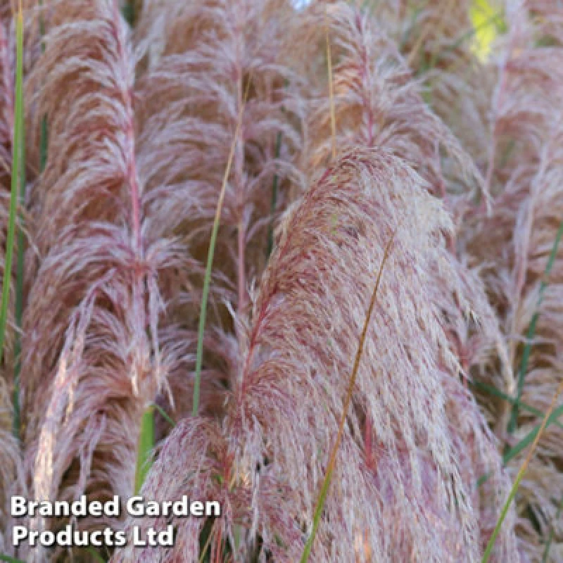Image of Thompson & Morgan Cortaderia Selloana Rosea 9Cm Potted Plant X 1