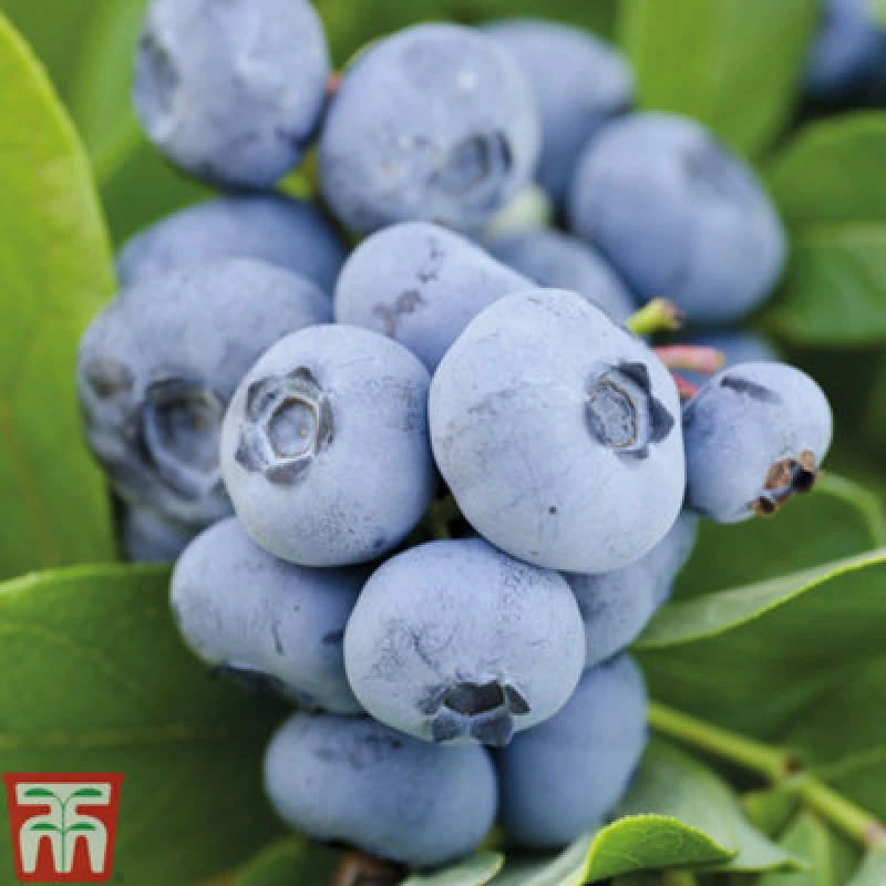 Image of Thompson & Morgan Blueberry (Vaccinium) Chandler 1.5L Potted Plant X 1