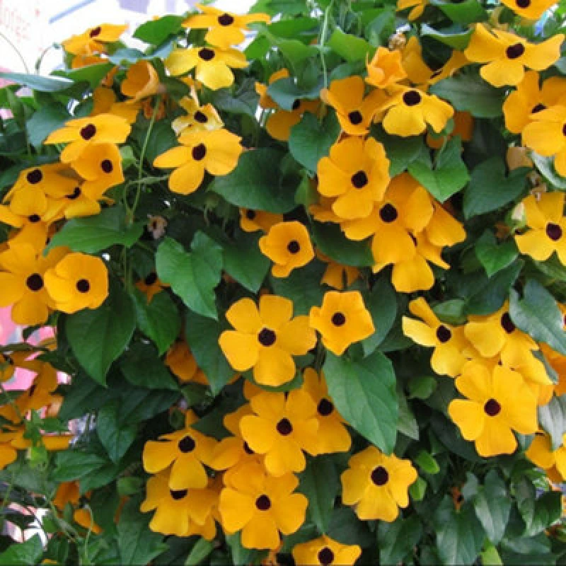 Image of Thunbergia Alata Golden Eyes Half-Hardy Annual Orange Flowers With Dark Eyes 1 Packet X 12 Seeds By Thompson & Morgan