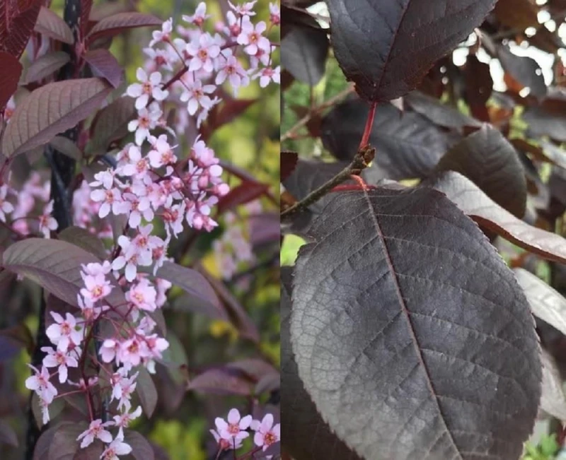 Image of Direct Plants Prunus Padus Colorata Purple Leaf Flowering Cherry Tree 6ft Supplied in a 7.5 Litre Pot in Green Green Unisex