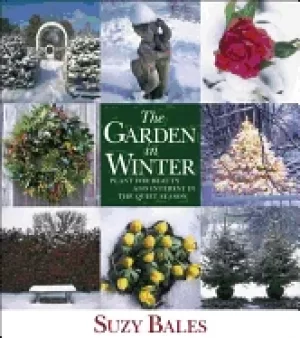 Image of garden in winter plant for beauty and interest in the quiet season