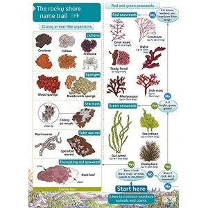 Image of Rocky Shore Name Trail Chart Wallchart 2001