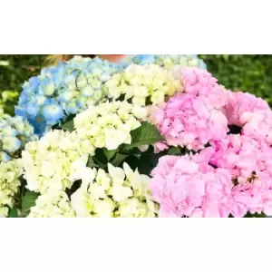 Image of Thompson & Morgan Thompson and Morgan Hydrangea Three Sisters 2 Litre Pot x 1