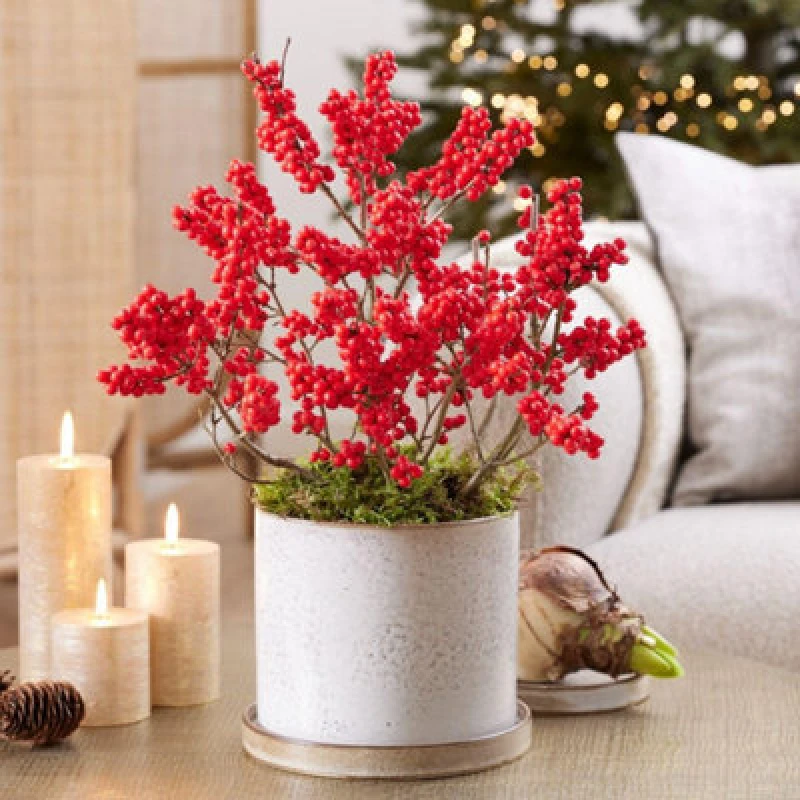 Image of Thompson & Morgan Ilex (Holly) Verticillata Jingle Bells 2 Litre Potted Plant X 2