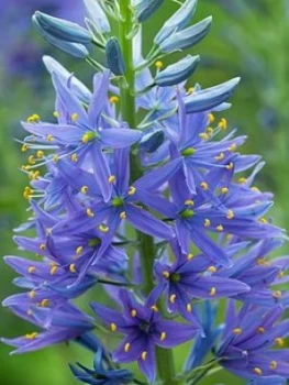 Image of Camassia Leichtlinii Blue 7 Bulbs Size 12/14