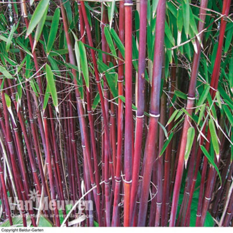 Image of Thompson & Morgan Bamboo Fargesia Asian Wonder Potted Plant 9Cm Pot X 3