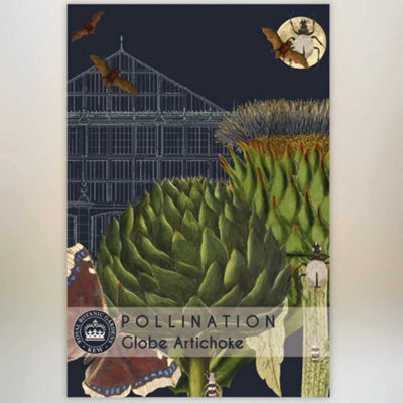Image of Thompson & Morgan Globe Artichoke Promo New Kew Range 1 Seed Packet