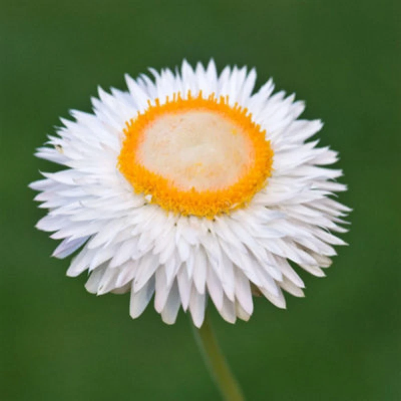 Image of Thompson & Morgan Xerochrysum Bracteatum White Seeds - 500 Everlasting Flowers For Cottage Gardens & Cut Flower Borders