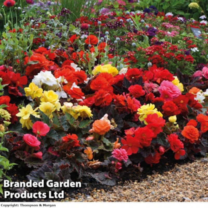 Image of Thompson & Morgan Begonia Nonstop Mocca Mix 24 Plug Plants