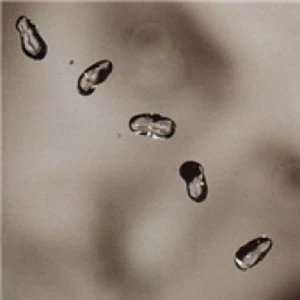 Image of Peter Gabriel Up CD