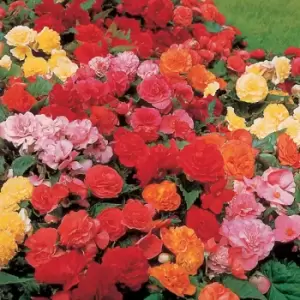 Image of YouGarden Begonia 'non-stop' - Mixed Colours