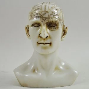 Image of Phrenology Head Sculpture H15cm