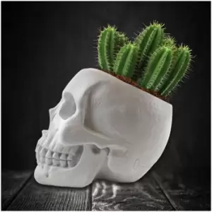 Image of Skull Planter and Cactus Kit