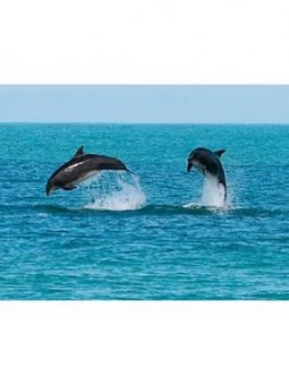 Image of Virgin Experience Days Dolphin Watching For Two In Ceredigion, Wales