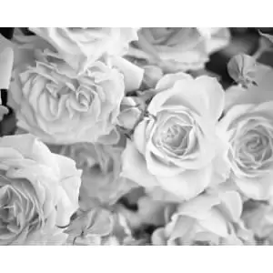 Image of Origin Murals Petals Dove Grey Wall Mural - 3.5m x 2.8m