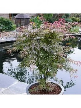 image of Acer Palmatum Shirazz 3Litre