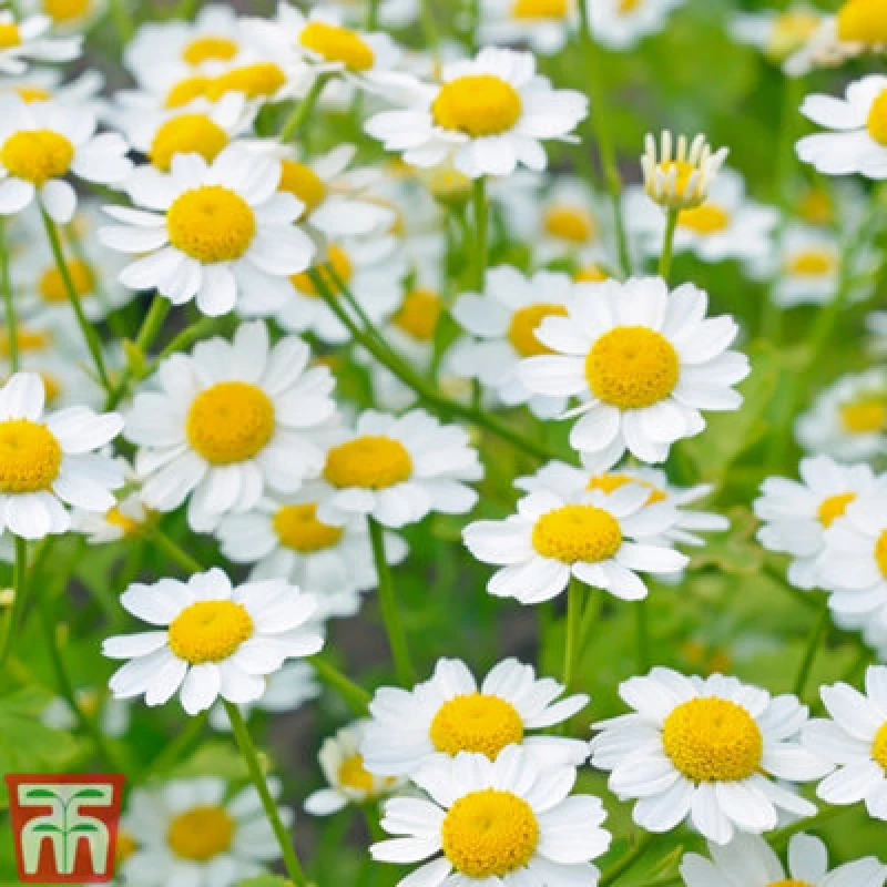 Image of Thompson & Morgan Golden Feverfew 1 Seed Packet (300 Seeds)