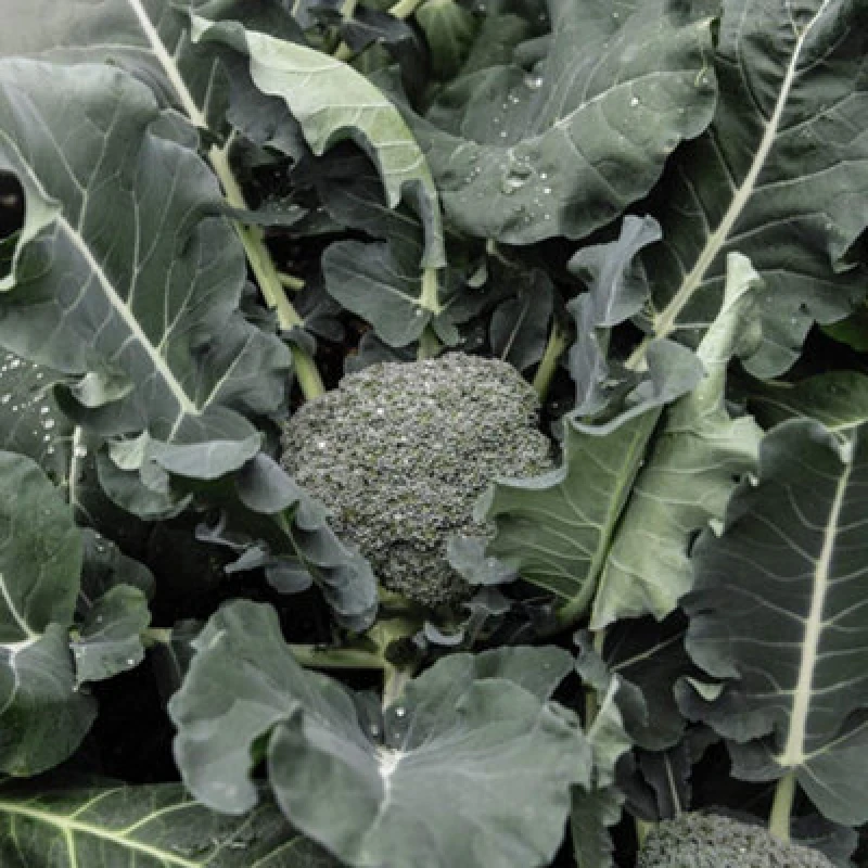 Image of Thompson & Morgan Broccoli Green Magic F1 1 Seed Packet (35 Seeds)