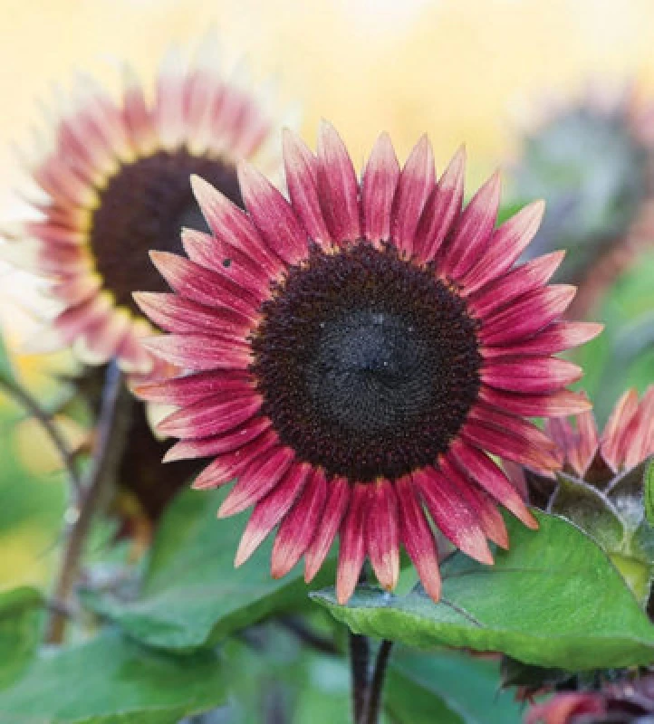 Image of Thompson & Morgan Helianthus Annus Sunflower Ms Mars 1 Seed Packet (18 Seeds)