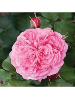 Image of Old English Shrub Rose Collection X5 Bare Root