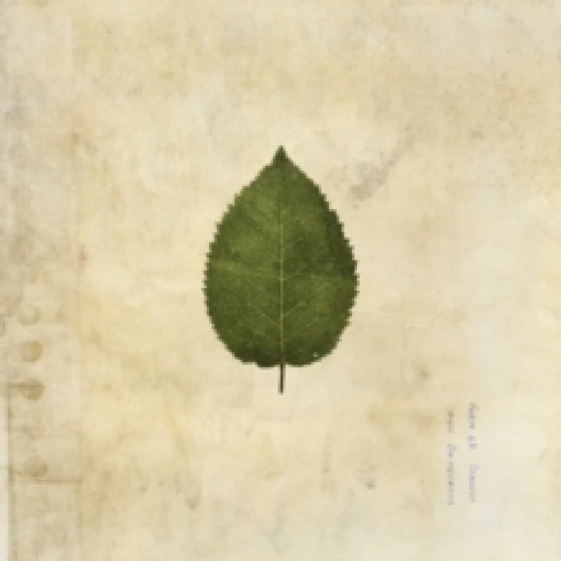 Image of The Cold Still Vinyl