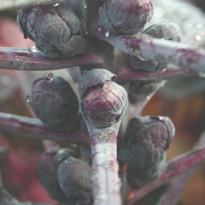 Image of Thompson & Morgan Red Bull Brussels Sprout Seeds - Hardy Annual Nutty Flavor Ornamental Red Sprouts Easy Grow Veg 1 Packet 125 See