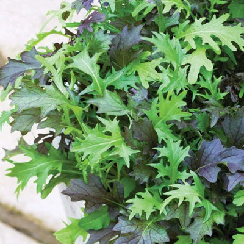 Image of Thompson & Morgan Salad Leaves - Frilly Mix 1 Seed Packet