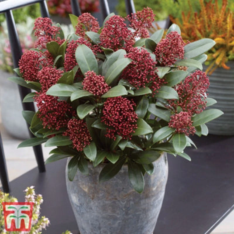 Image of Thompson & Morgan Shrub - Skimmia Japonica Rubella 9Cm Potted Plant X 1