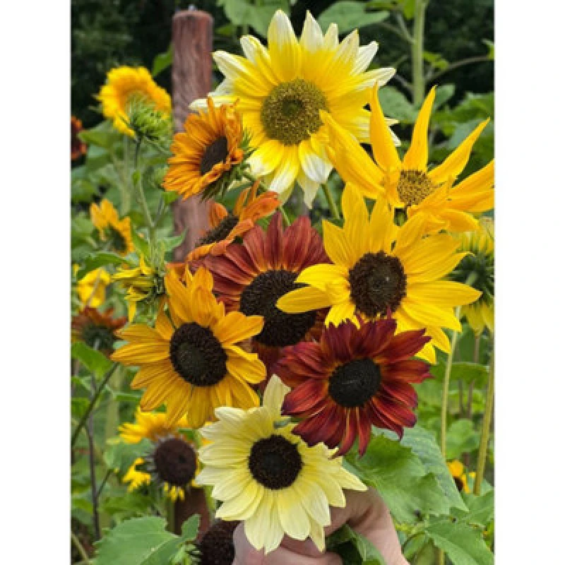 Image of Sunflower Beaches Mix Hardy Coastal Wildlife & Cut Flowers 1 Packet X 40 Seeds By Thompson & Morgan