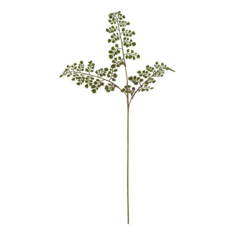 Image of The Natural Garden Collection Maidenhair Fern Stem