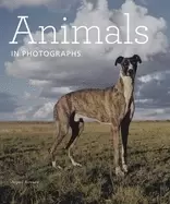 Image of animals in photographs