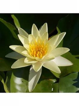 Image of Water Lily Planting Kit Yellow