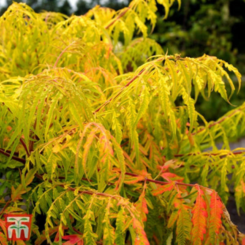 Image of Thompson & Morgan Rhus Typhina Tiger Eyes 3.6 Litre Potted Plant X 1