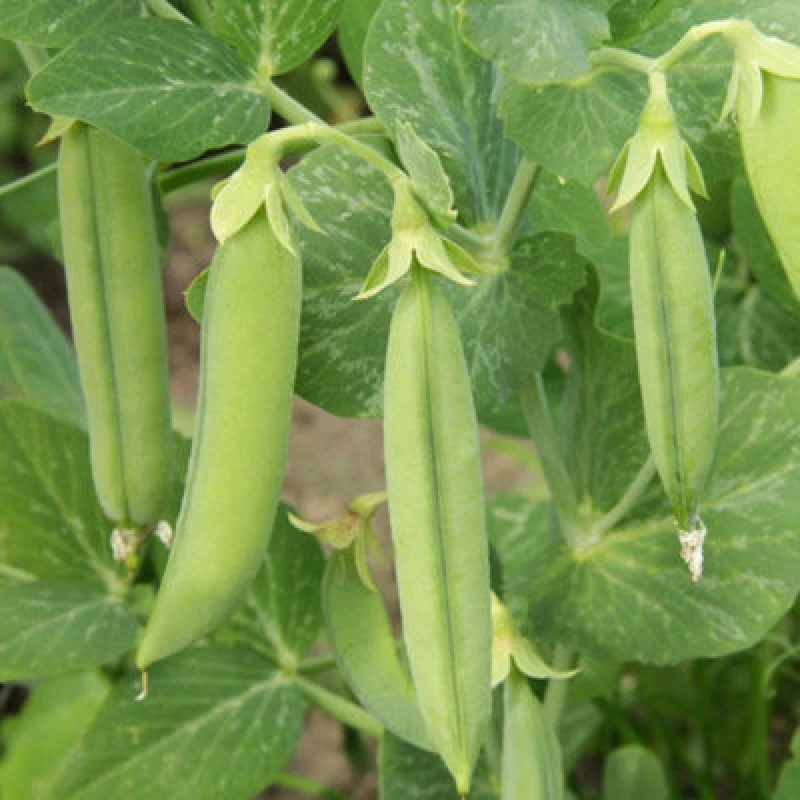 Image of Thompson & Morgan Pea Avola Seeds - Compact First Early Sweet Flavour Hardy Annual - 250 Seeds
