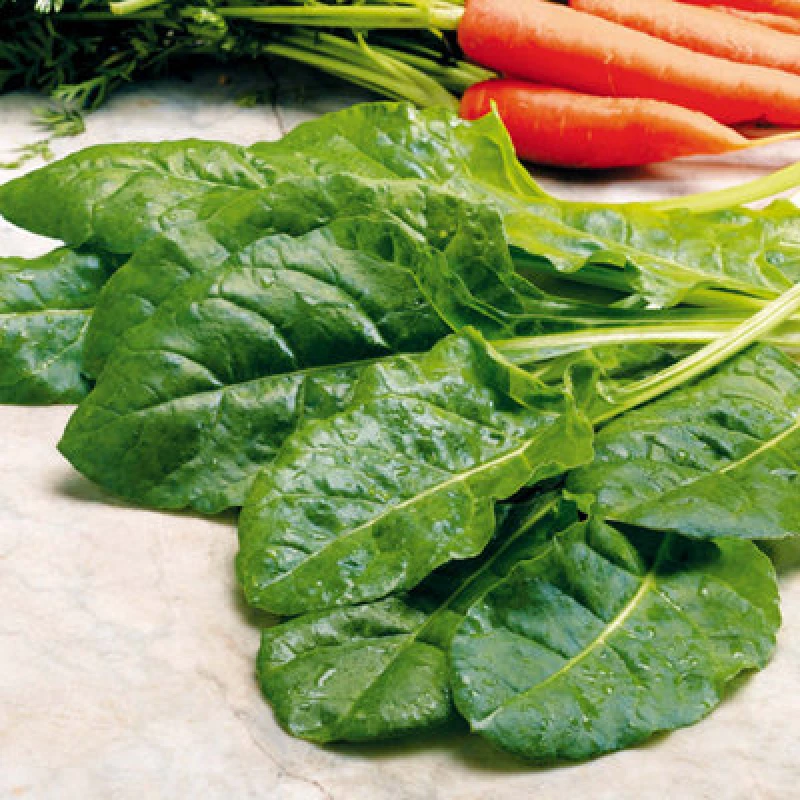 Image of Thompson & Morgan Spinach Perpetual (Spinach Beet) 1 Seed Packet
